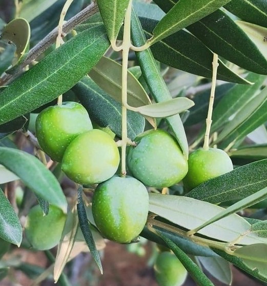 Chalkidiki